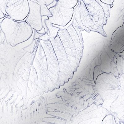 sketched hydrangeas