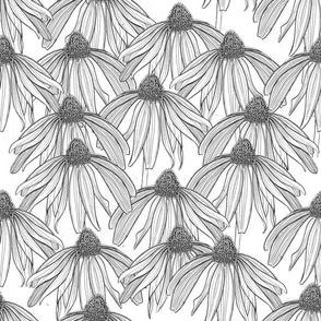 coneflower white