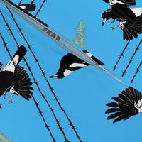Magpies: learn to fly + food call (limited palette) by Su_G_©SuSchaefer