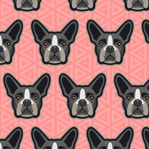 Boston Terrier Coral Pink Solid