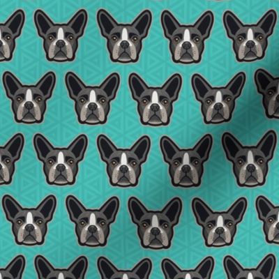 Boston Terrier Teal Small