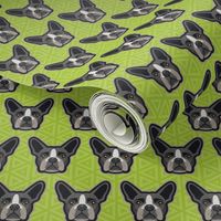 Boston Terrier Chartreuse Green Medium 