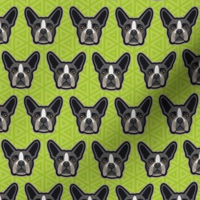 Boston Terrier Chartreuse Green Small