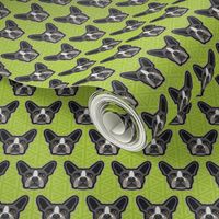 Boston Terrier Chartreuse Green Small