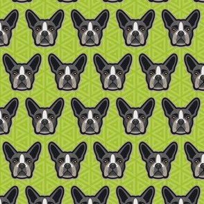 Boston Terrier Chartreuse Green Small