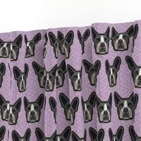 Boston Terrier Lilac Medium