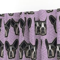 Boston Terrier Lilac Large