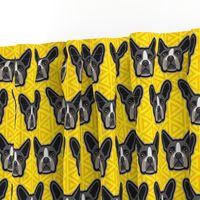 Boston Terrier Yellow - Medium