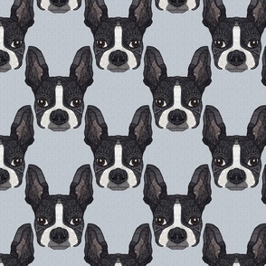 Boston terrier blue 8