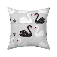 Black + White Swans on Gray