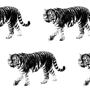 Tiger Prowl // Large