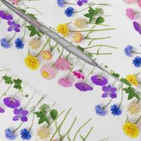 Rainbow of summer flowers stripe