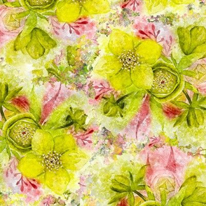 dreamy watercolor hellebore yellow lime