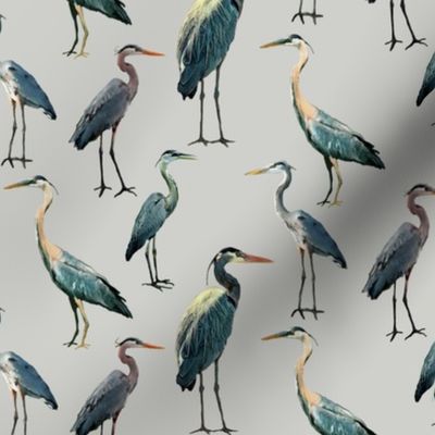 Blue Herons on Light Gray