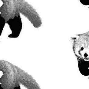 Red Panda-BW