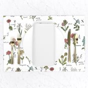 abc wildflowers botanical floral 