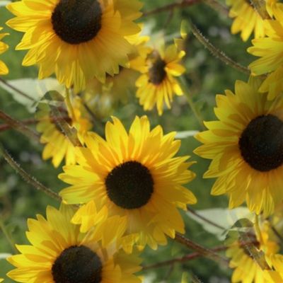 Sunflower Garden