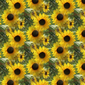 Sunflower Garden