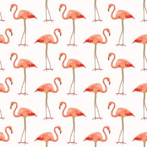 Flamingos on White