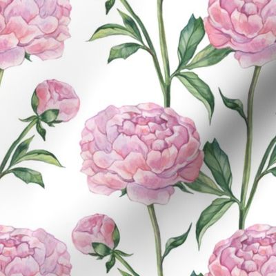 Watercolor Peonies