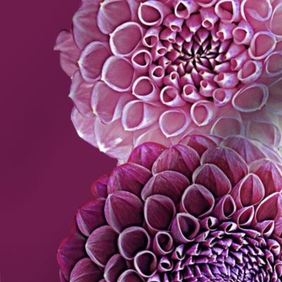 Dahlia Border Print ~ Plum Perfection ~ Half Scale