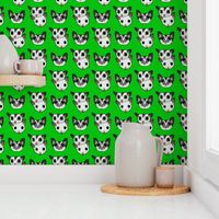 Three sugar gliders on green background