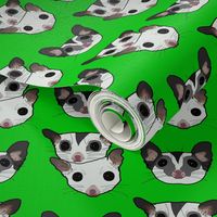 Three sugar gliders on green background