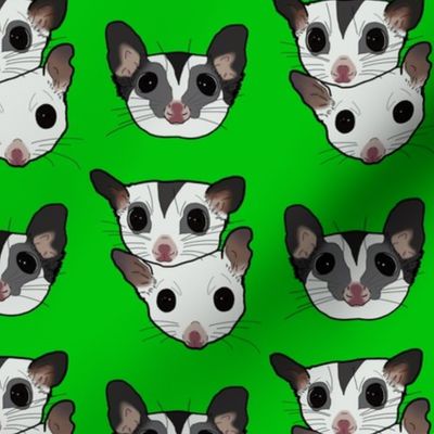 Three sugar gliders on green background