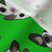 Three sugar gliders on green background