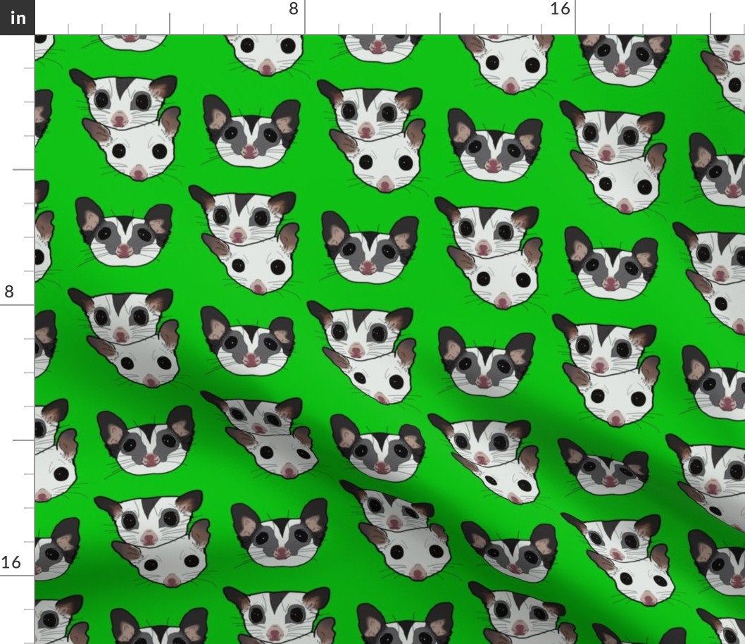 Three sugar gliders on green background