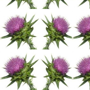 Snow Thistle