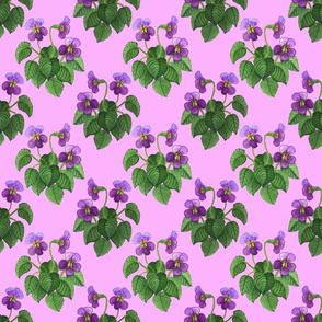 watercolor wild violets purple on pink