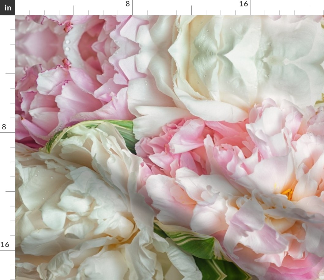 Blooming peonies