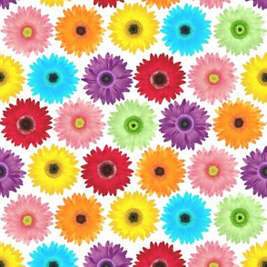 Colorful Gerbera Daisy Pattern