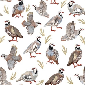 Partridges On White