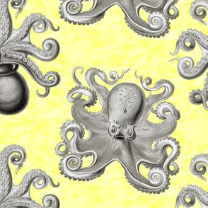 Haeckel's octopus gray+yellow ink
