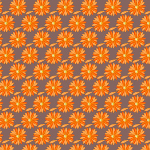 orange daisy