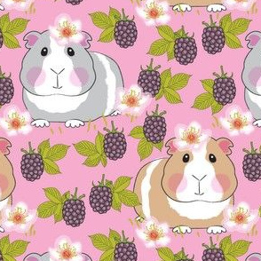 large guinea-pigs-with-blackberries on pink
