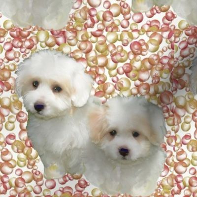 coton de tulear puppies 