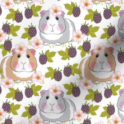 large guinea-pigs-with-blackberries-on-white