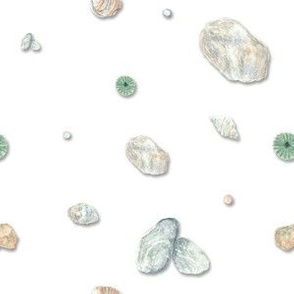 Beach Pebbles and Sea Shells