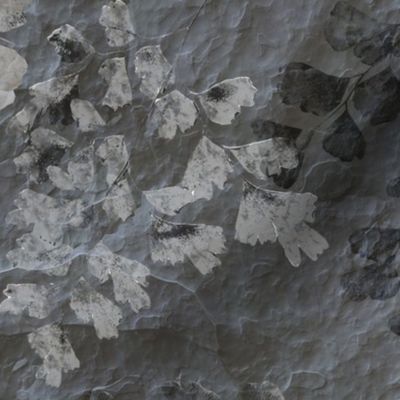 Fern Fossils in Grey Slate  