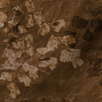 Fern Fossils on Brown Slate