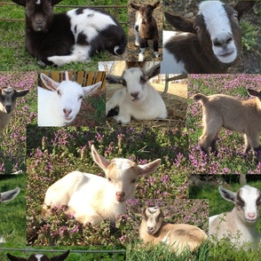 Goat Kids Barnyard Farm Animals