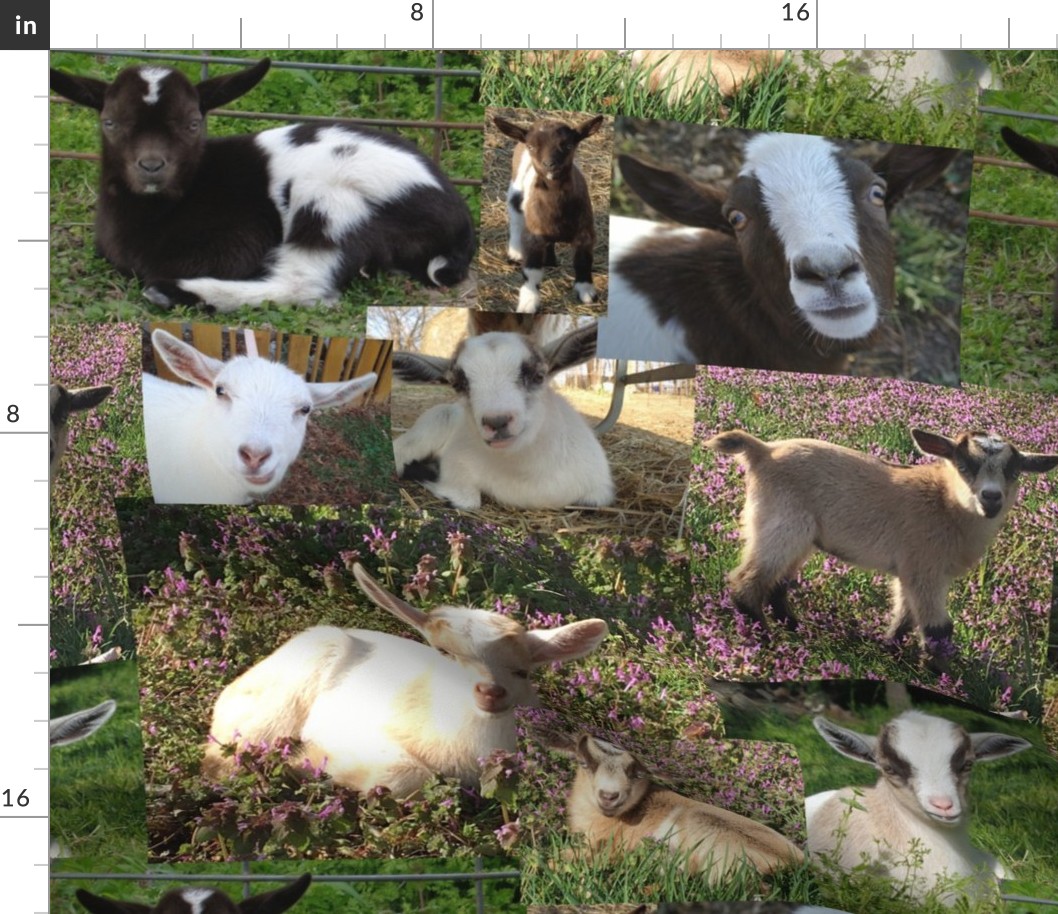 Goat Kids Barnyard Farm Animals