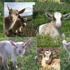 Goat Kid Farm Barnyard Animal 