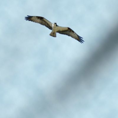 Osprey Fishing fabric with clouds