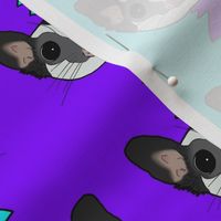Black beauty sugar glider on blue and purple background