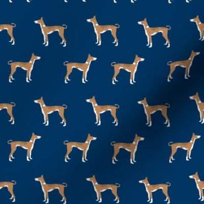 ibizan hound standing pure breed dog fabric navy