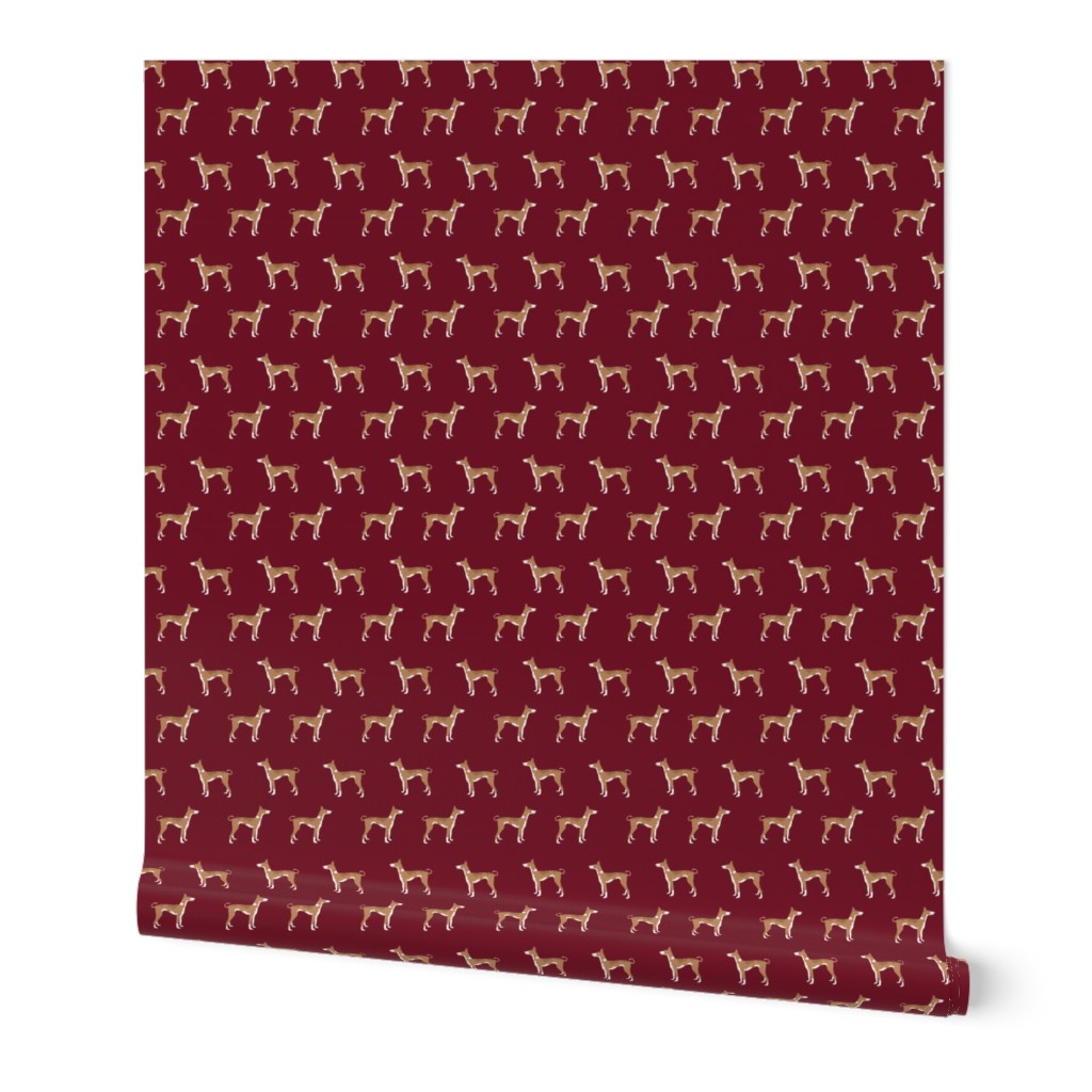 ibizan hound standing pure breed dog fabric ruby